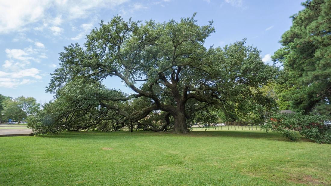 large oak tree in a field