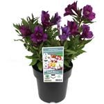 180mm Princess Lilies Assorted - Alstroemeria Assorted