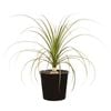 45L Ponytail Palm - Baucarnea recurvata