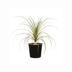 45L Ponytail Palm - Baucarnea recurvata