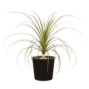 45L Ponytail Palm - Baucarnea recurvata