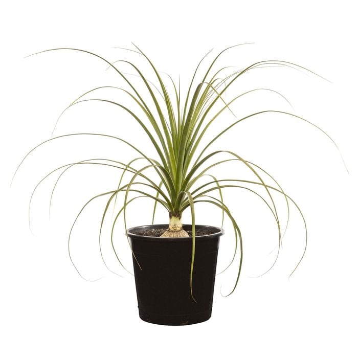 45L Ponytail Palm - Baucarnea recurvata