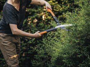 DIY Advice Image - Tool kit essentials to prune your garden. G Drive blob storage upload.