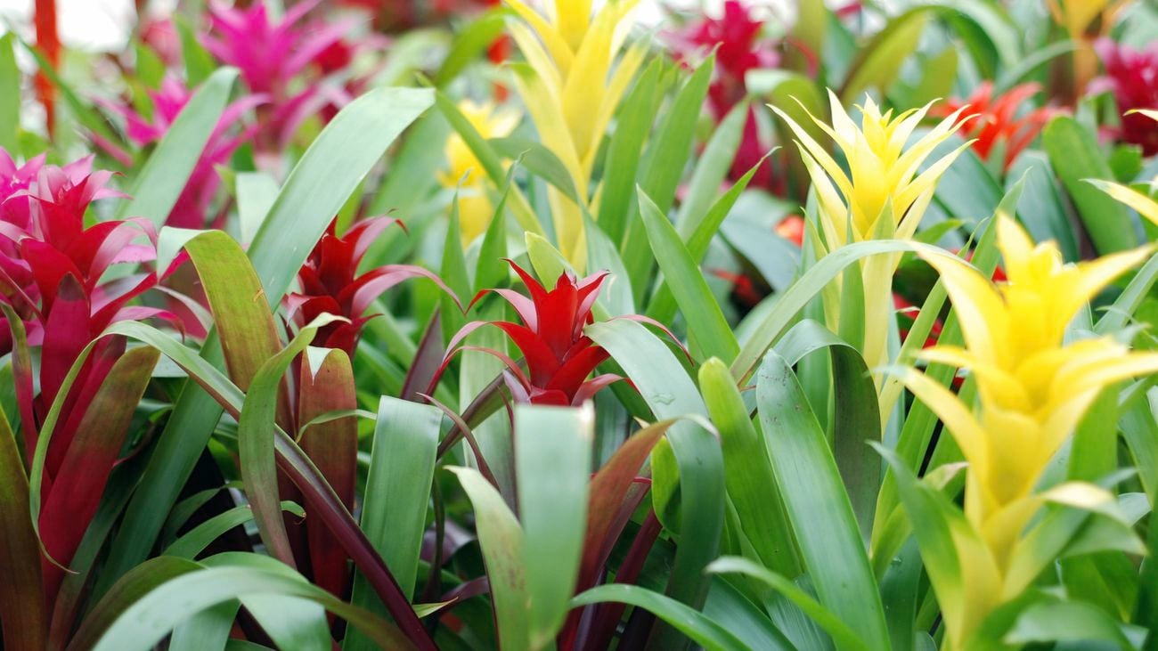 Lush and colourful bromeliads.