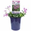 Plant 140mm - Phlox Home Fires