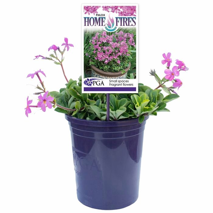 Plant 140mm - Phlox Home Fires
