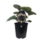 1.9L Tractor Seat Plant - Ligularia reniformis