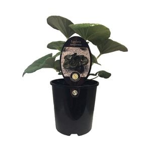 1.9L Tractor Seat Plant - Ligularia reniformis