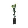 4L Lemon Lisbon Grafted - Citrus limon