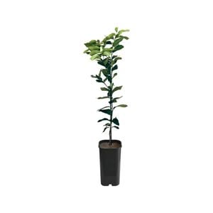 4L Lemon Lisbon Grafted - Citrus limon