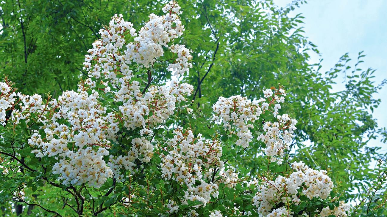Crepe myrtle tree with white blossoms
