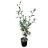 2L Camellia Setsugekka - Camellia Sasanqua