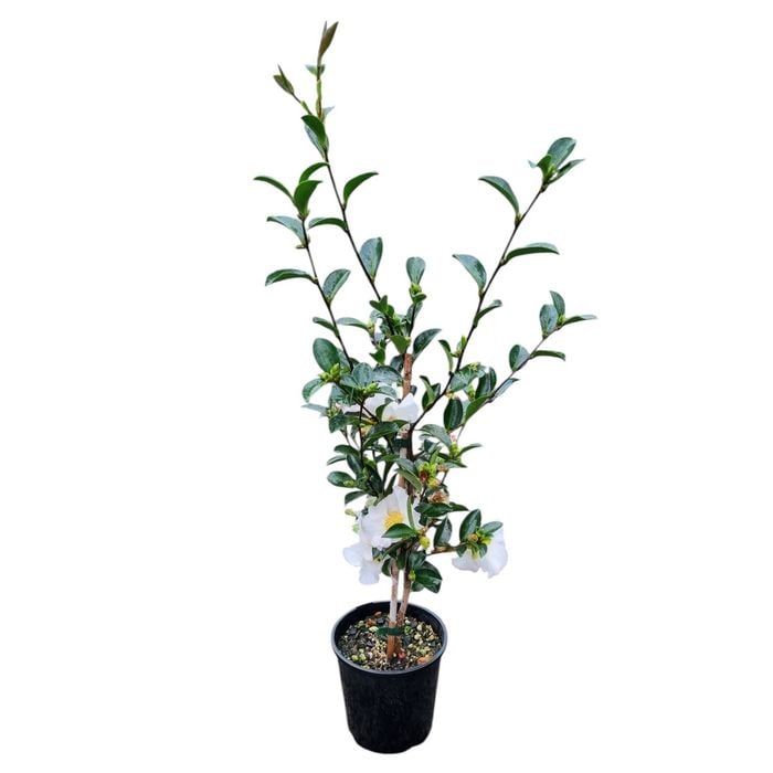 2L Camellia Setsugekka - Camellia Sasanqua