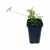 68mm Brachyscome Fine Leaf