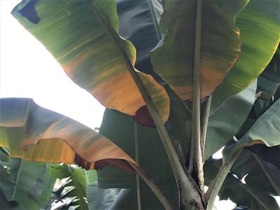 Banana leaf with Panama disease tropical race 4 – Medium