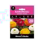 Bloomin' Bulbs Ranunculi Dwarf Mixed - Ranunculus asiaticus - 20 Pack