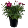 Plant-Argyranthemum 180mm Raspberry Ice