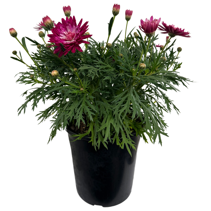 Plant-Argyranthemum 180mm Raspberry Ice