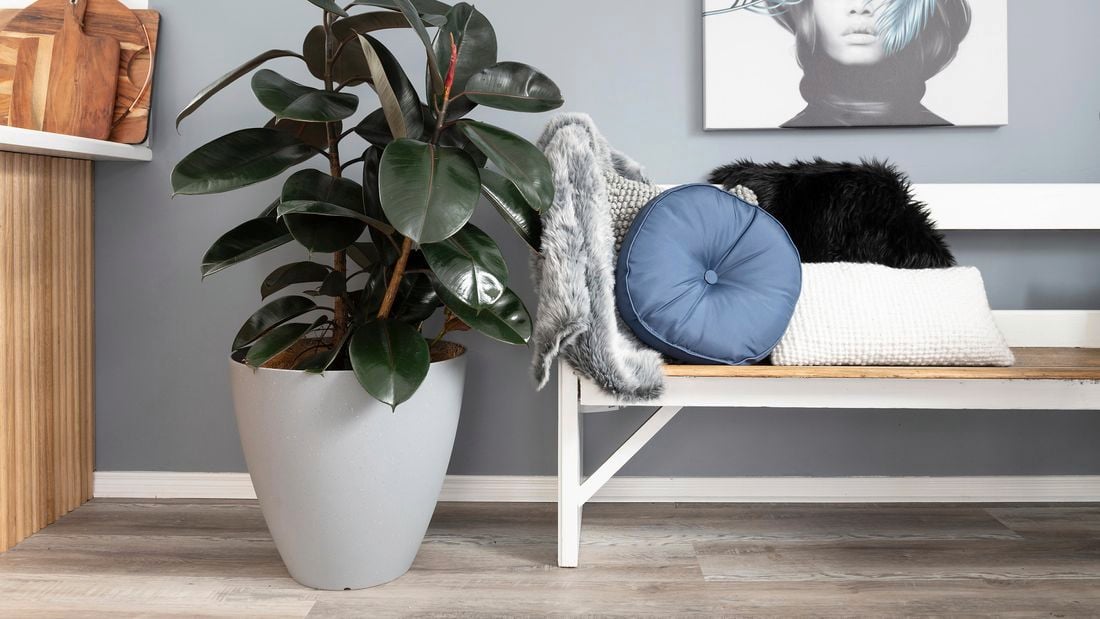A large rubber plant in a white pot next to a bench seat in a living room