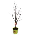 250mm Okee Dokee Peach - Prunus persica