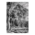 Giant Eucalypt - Black A1 Poster Print