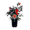 240mm Dahlia Mystic Enchantment - Dahlia