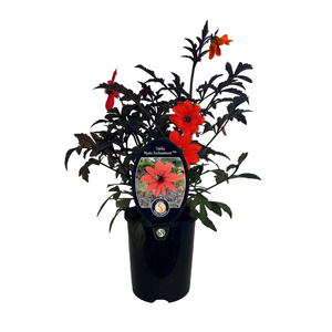 240mm Dahlia Mystic Enchantment - Dahlia