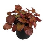 2.4L Heuchera Kassandra