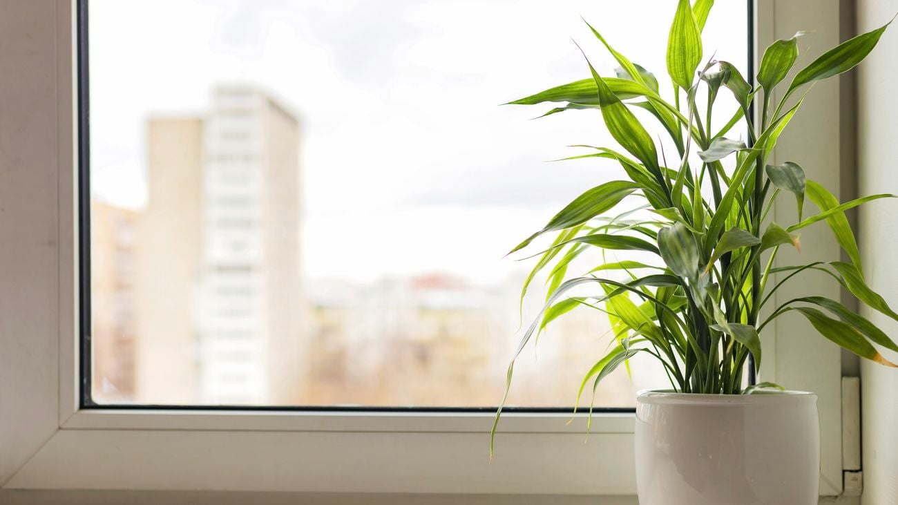 A lucky bamboo plant in a white pot on a windowsill.