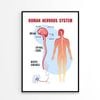 Human Nervous System  Print 100% Australian Made 90x120cm  (Poster)