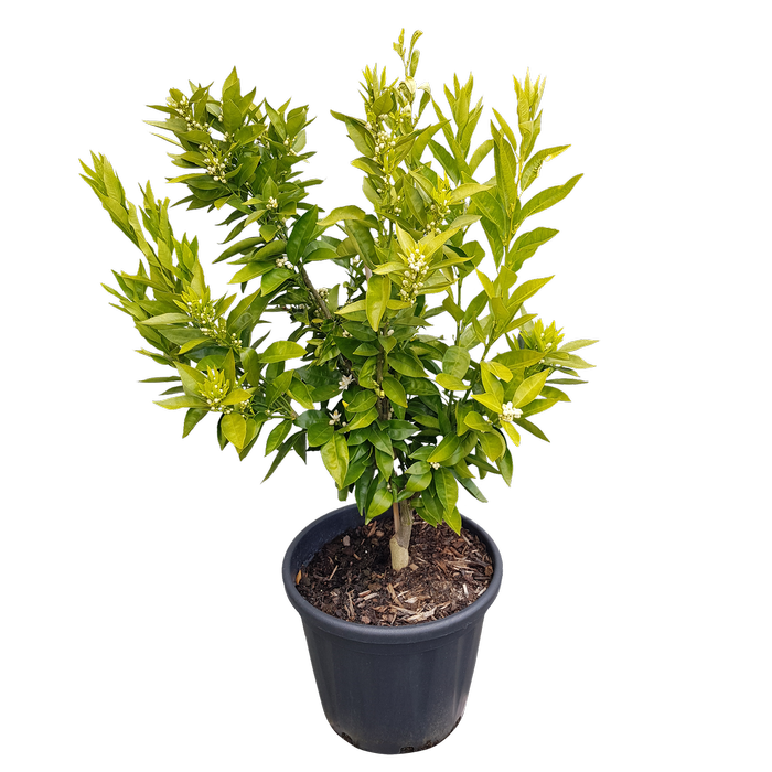 30L Clementine Mandarin - Citrus reticulata
