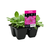 4 Cell Petunia Crazy Pink Improved - Petunia hybrida