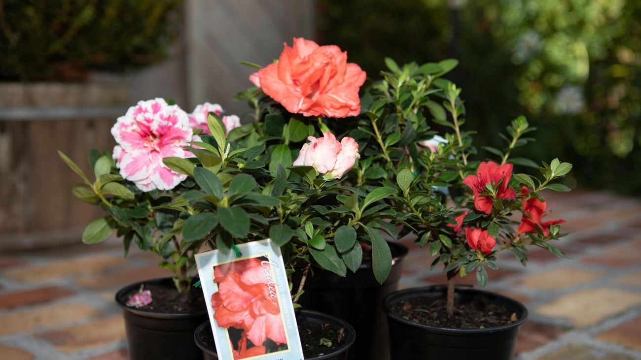 Different coloured azaleas in black pots.