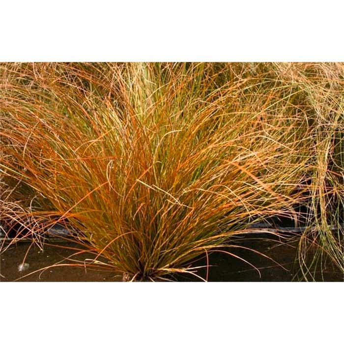 140mm Orange Sedge - Carex testacea