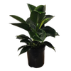 140mm Philodendron Green Princess