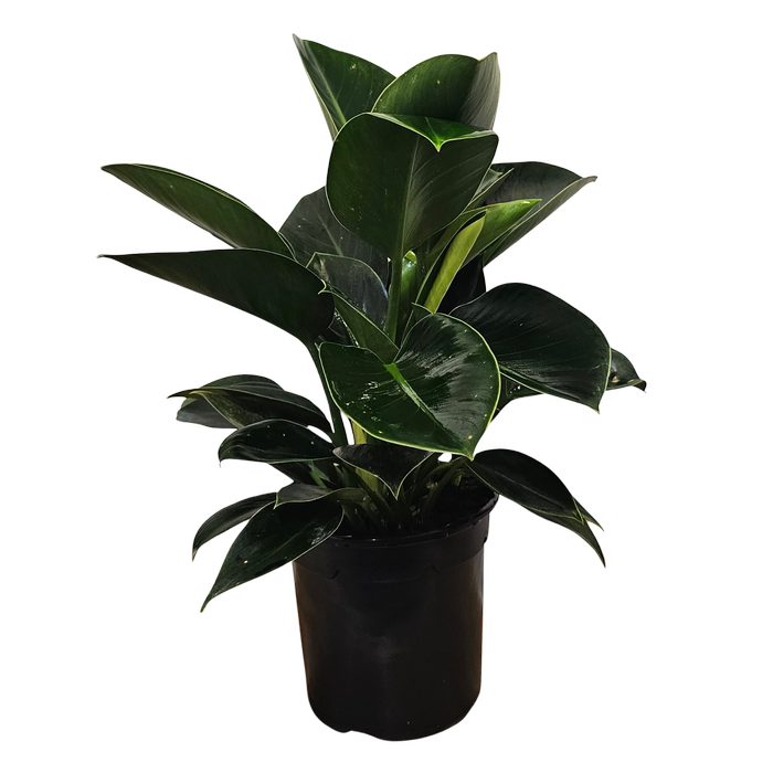 140mm Philodendron Green Princess