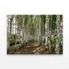 Path Winding Through a Forest  Print 100% Australian Made 75 x 50cm  (Stretched)