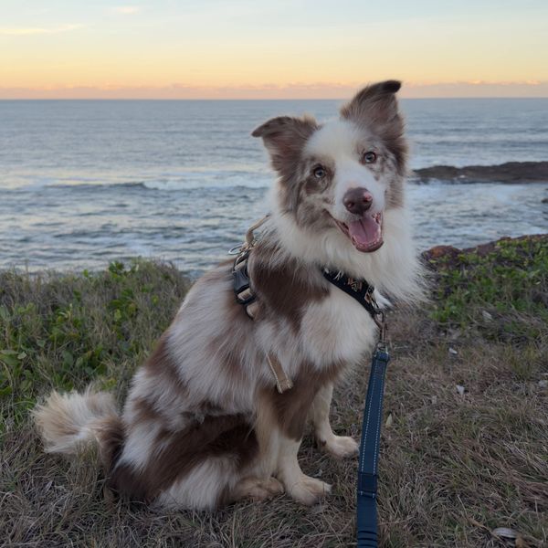 September 26- Pet of the Month- Benji, Border Collie