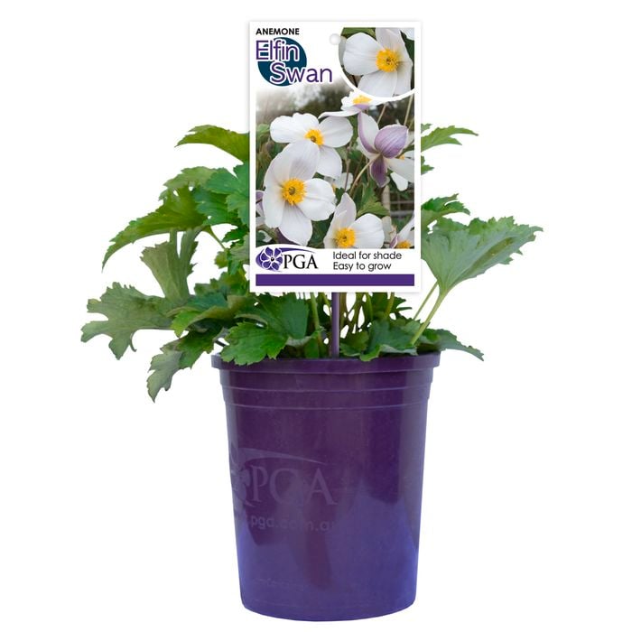 140mm Elfin Swan - Anemone