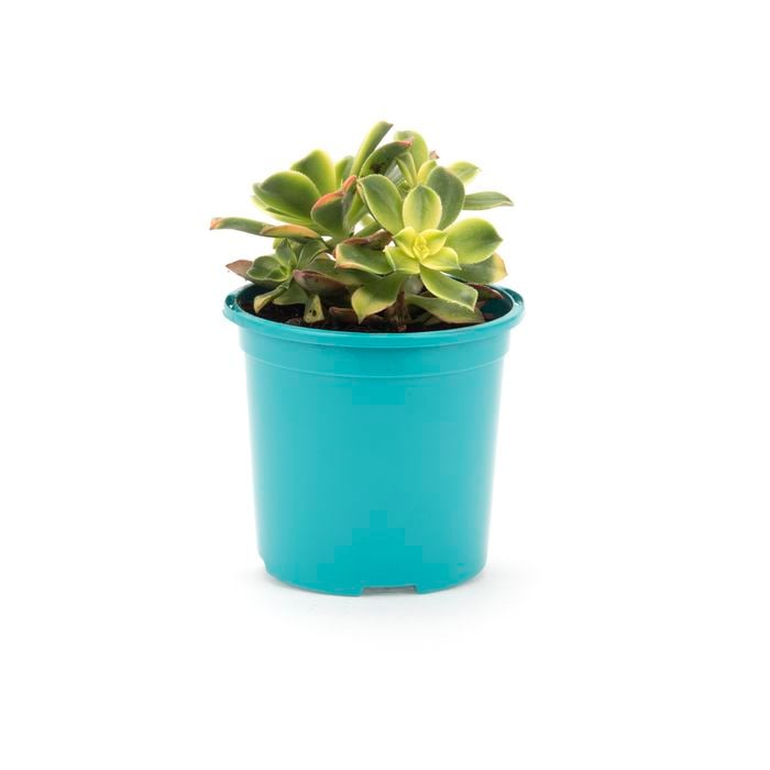 102mm Bright and Easy Aeonium haworthii Tricolour - Aeonium Tricolour
