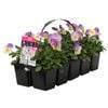 10 Cell Viola Deltini Rose Pink - Viola cornuta