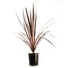 180mm Pocahontas Cordyline - Cordyline australis