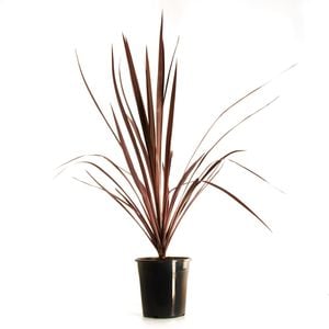 180mm Pocahontas Cordyline - Cordyline australis