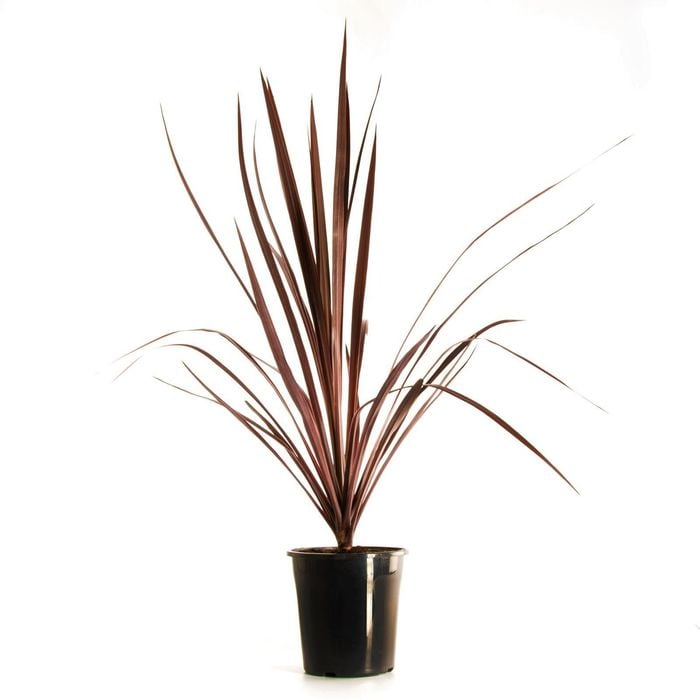 180mm Pocahontas Cordyline - Cordyline australis