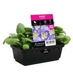 Pansy Vanilla Sky Punnet - Viola x wittrockiana