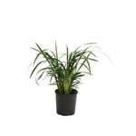 140mm Dianella Breeze - Dianella caerulea
