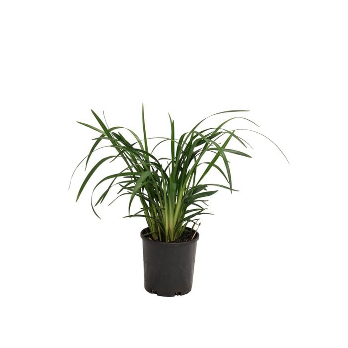 140mm Dianella Breeze - Dianella caerulea