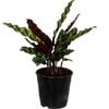 120mm Prayer Plant - Calathea insignis