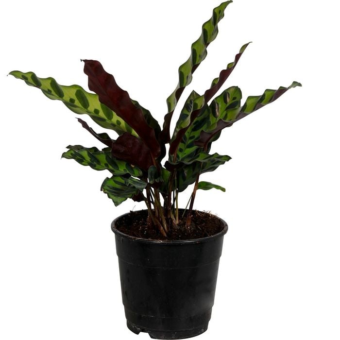 120mm Prayer Plant - Calathea insignis