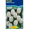 Tulip White Dream - 5 Bulbs
